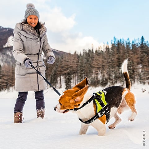 Eine Person in grauem Wintermantel und Mütze führt einen Beagle durch eine verschneite Landschaft. Der Hund, der ein schwarz-grünes Geschirr trägt, springt verspielt im Schnee herum. Im Hintergrund sind ein Wald und Berge zu sehen.