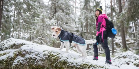 Ein Hund im Mantel steht auf einem schneebedeckten Felsen im Wald. Eine Person in rosa-schwarzem Outfit und Mütze mit Rucksack schaut den Hund an. Die Person hält eine blaue Tasse in der Hand. Schnee liegt auf dem Boden und Bäume sind im Hintergrund zu sehen.
