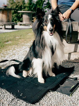 MAMO PET SPORTS | Active Dog Base